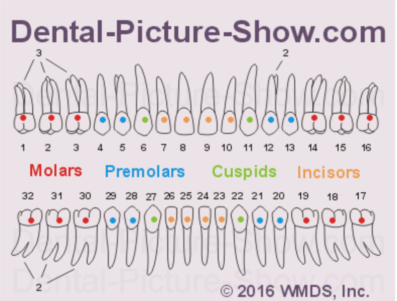 The number of canals per tooth